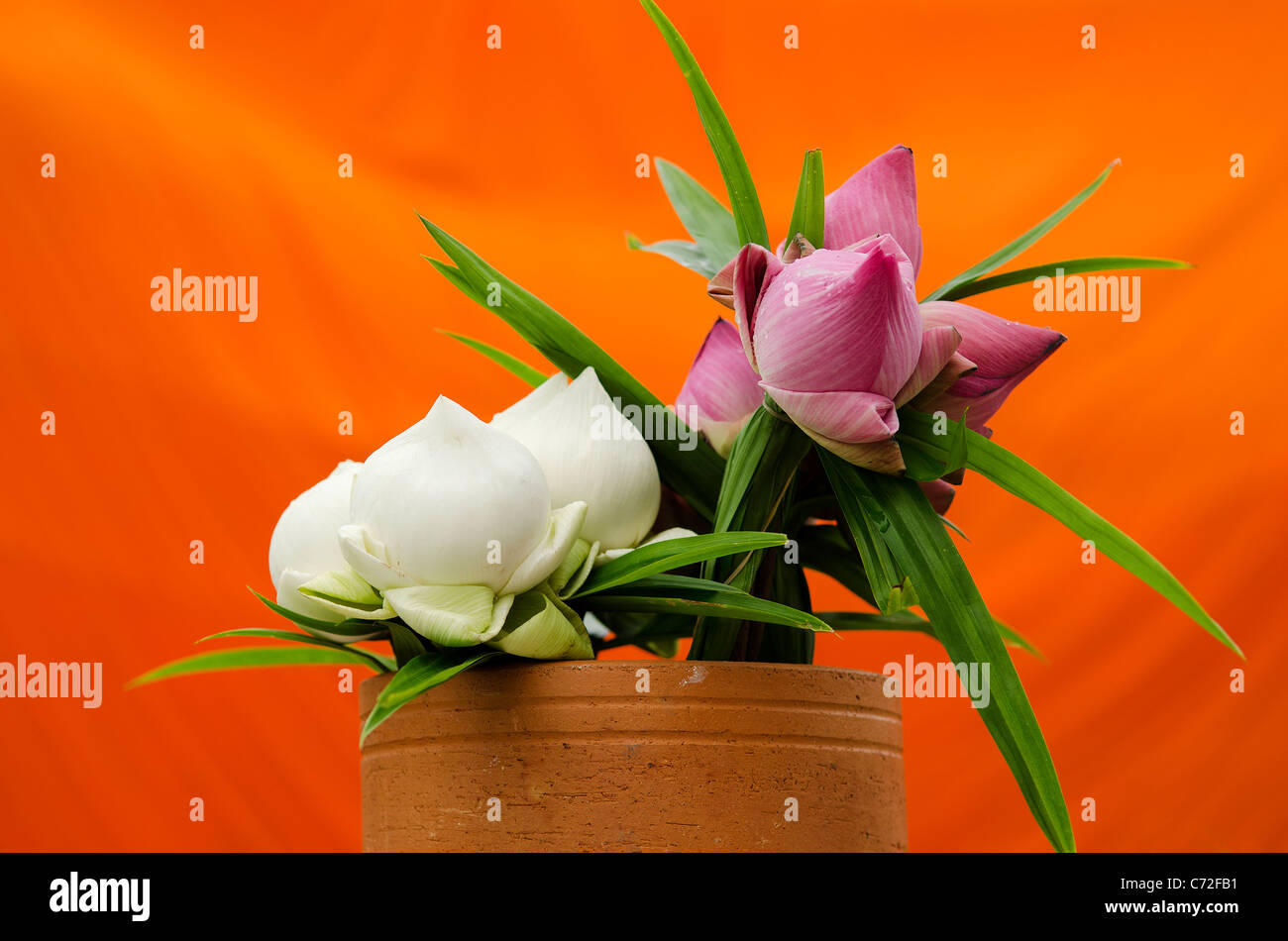 Fleurs contre fond orange Banque D'Images