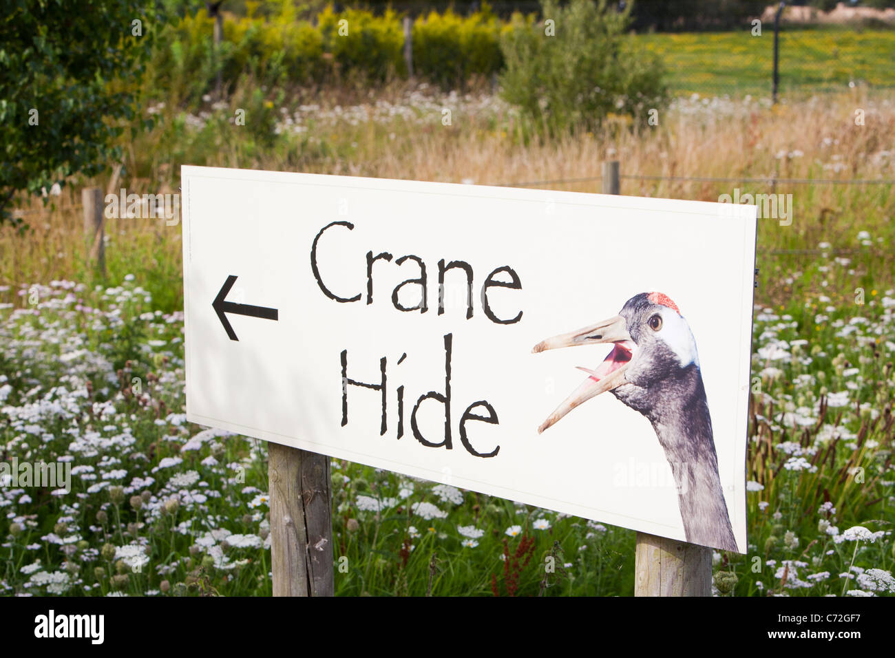 Pensthorpe réserve faunique en Norfolk font partie d'un programme de ré-introduction de la grue, l'élevage de grues pour être libéré Banque D'Images