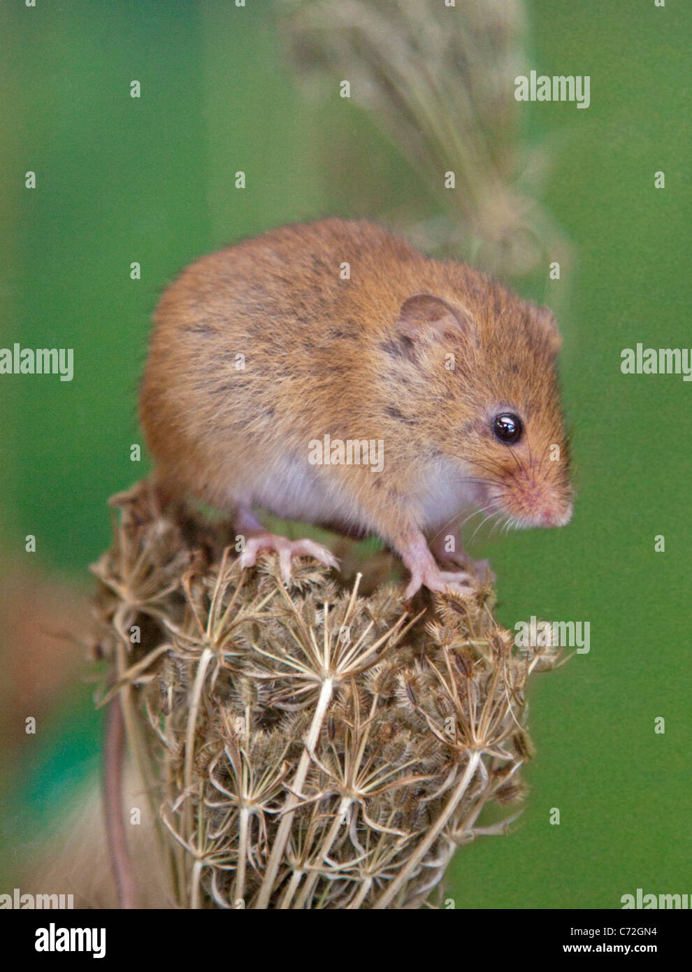 Micromys minutus (Souris) assis sur seedhead Banque D'Images