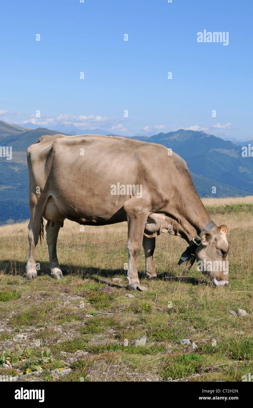 'Brune Suisse' - élevage de vaches Suisses brunes sans cornes vache laitière - Monte Tamaro - Suisse Banque D'Images