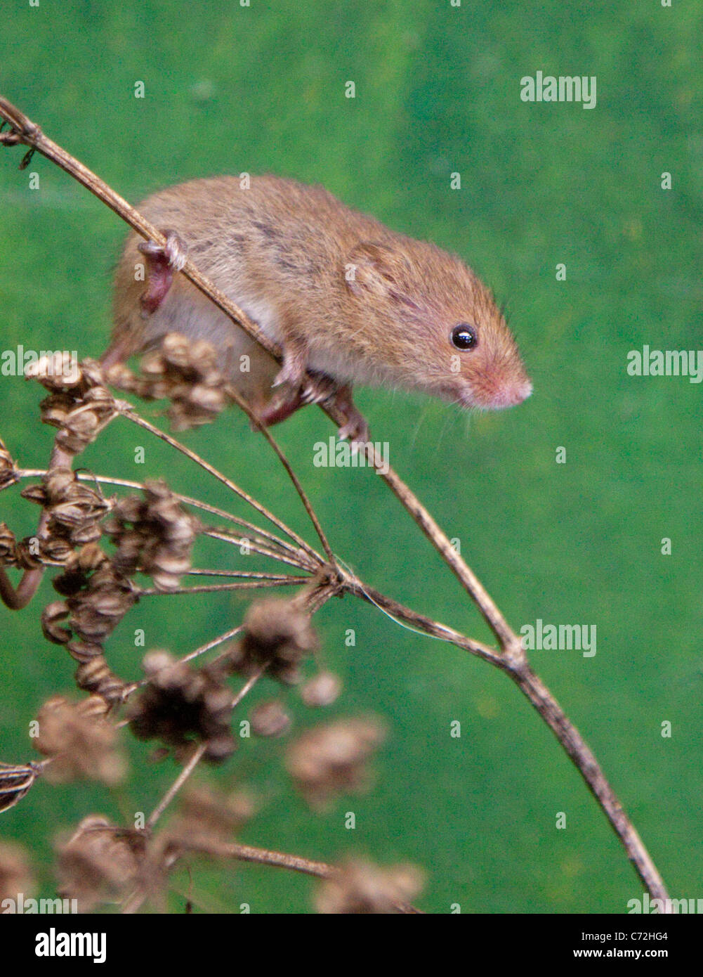 Micromys minutus (Souris) assis sur la tige de la fleur Banque D'Images