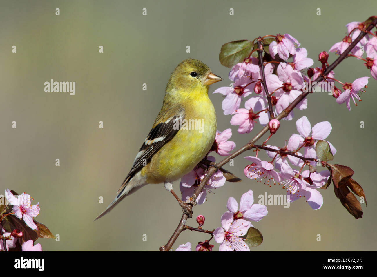 Chardonneret jaune Carduelis tristis Dorris, California, United States 10 mai femme adulte Fringillidae Banque D'Images