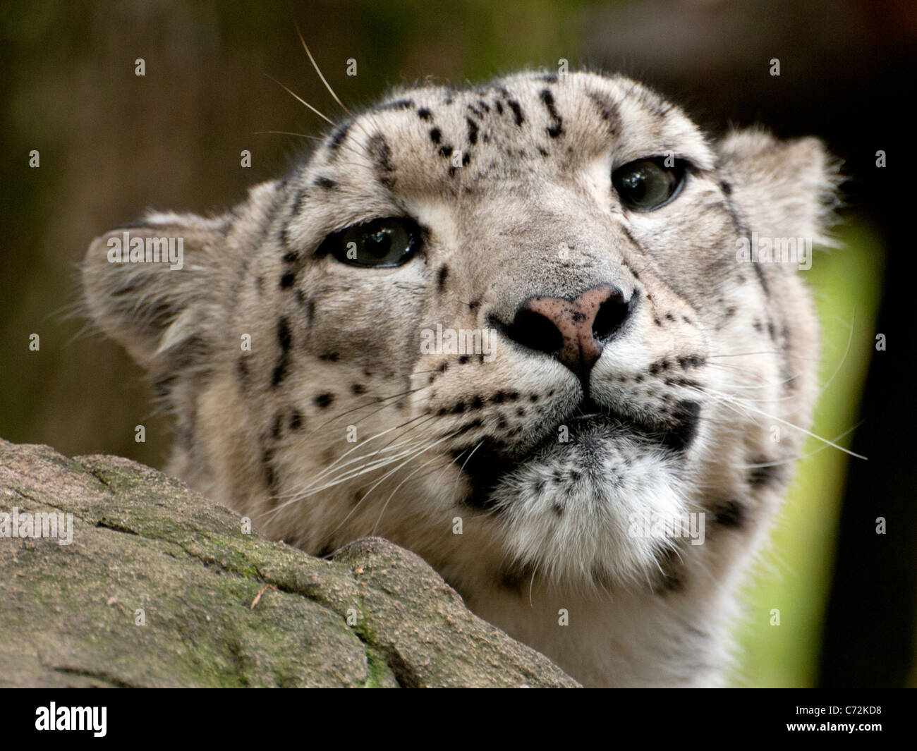 Snow Leopard peering over rock Banque D'Images