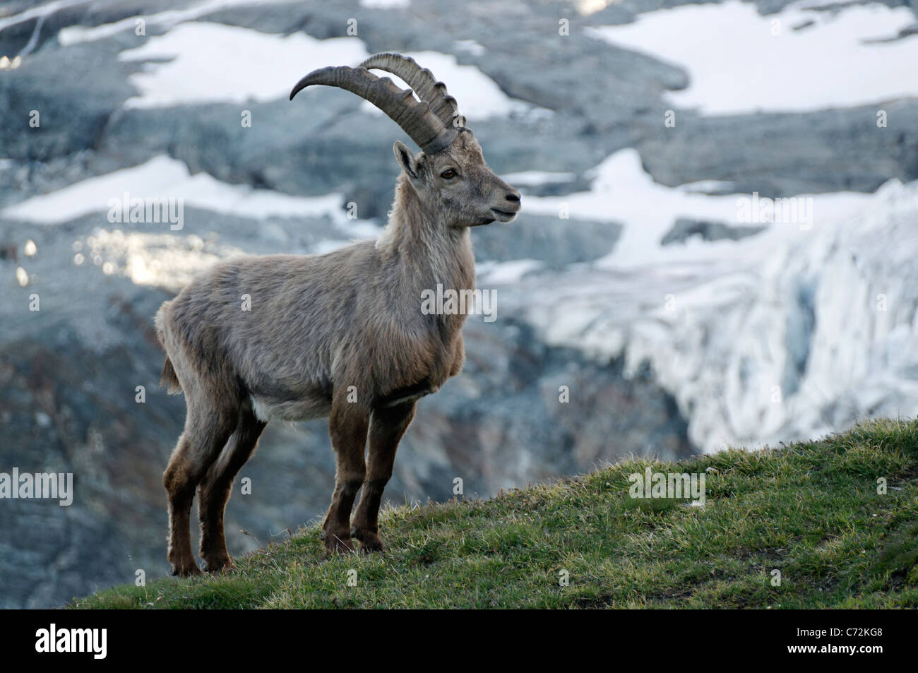 Un bouquetin dans les Alpes suisses. Banque D'Images
