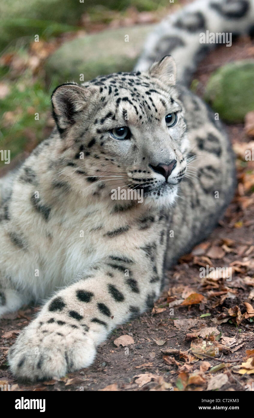 Snow Leopard femme couchée Banque D'Images