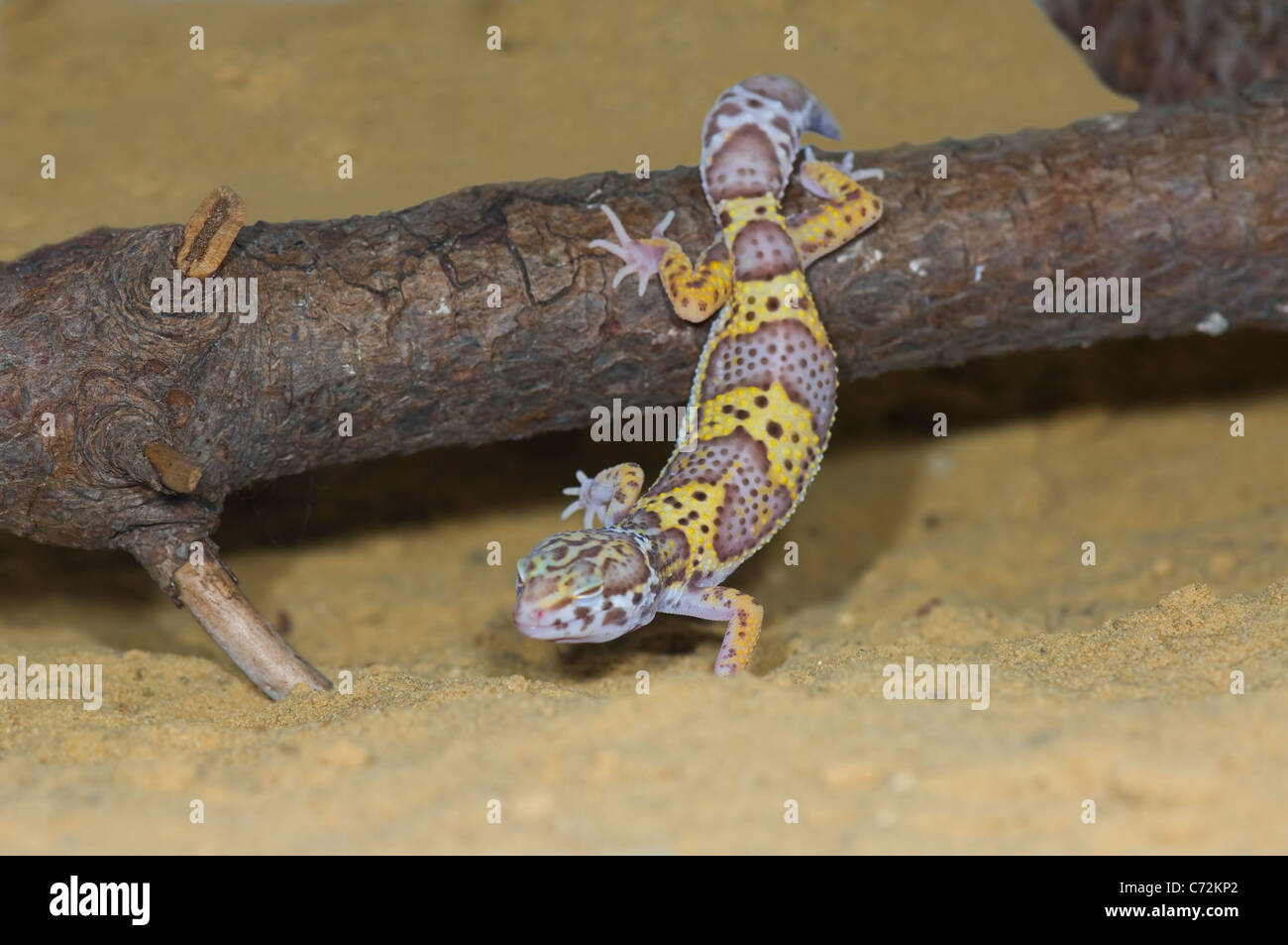 Gecko léopard Eublepharis macularius Prisonnier Banque D'Images