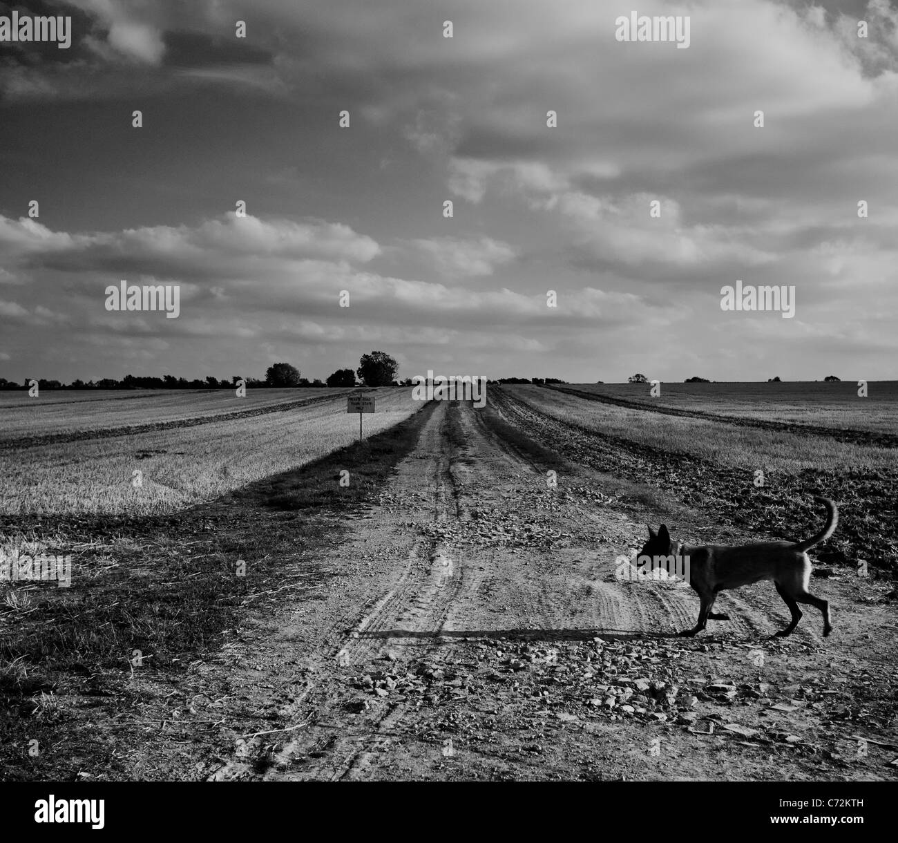 Un jeune Belge Malinoise à flâner à travers un paysage sombre en noir et blanc Banque D'Images