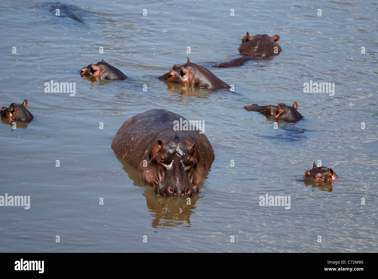 L'hippopotame commun (Hippopotamus amphibius), Masai Mara National Reserve, Kenya Banque D'Images