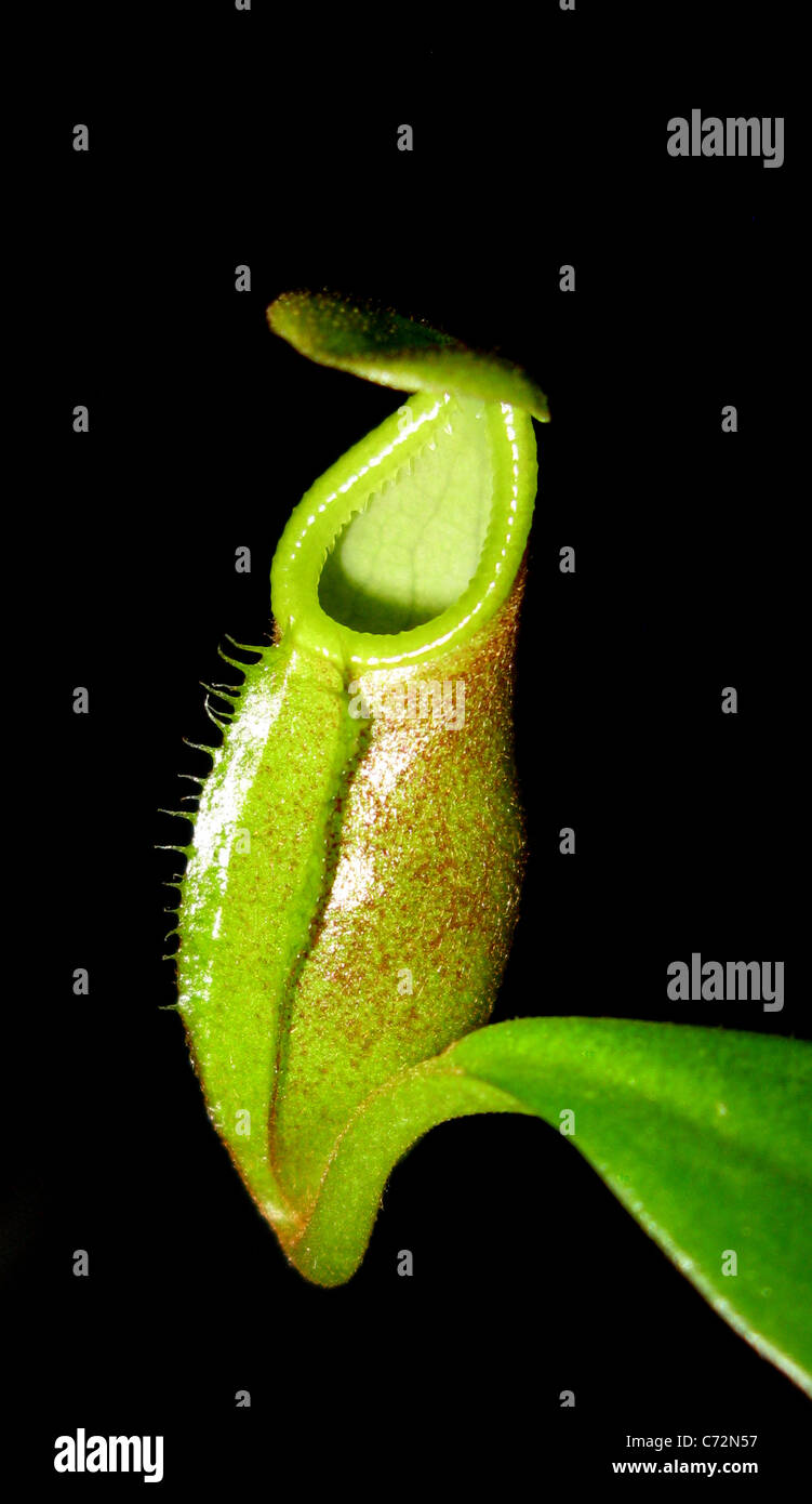 Nepenthes diatas pitcher inférieur sur un jeune plant pitcher tropical Banque D'Images