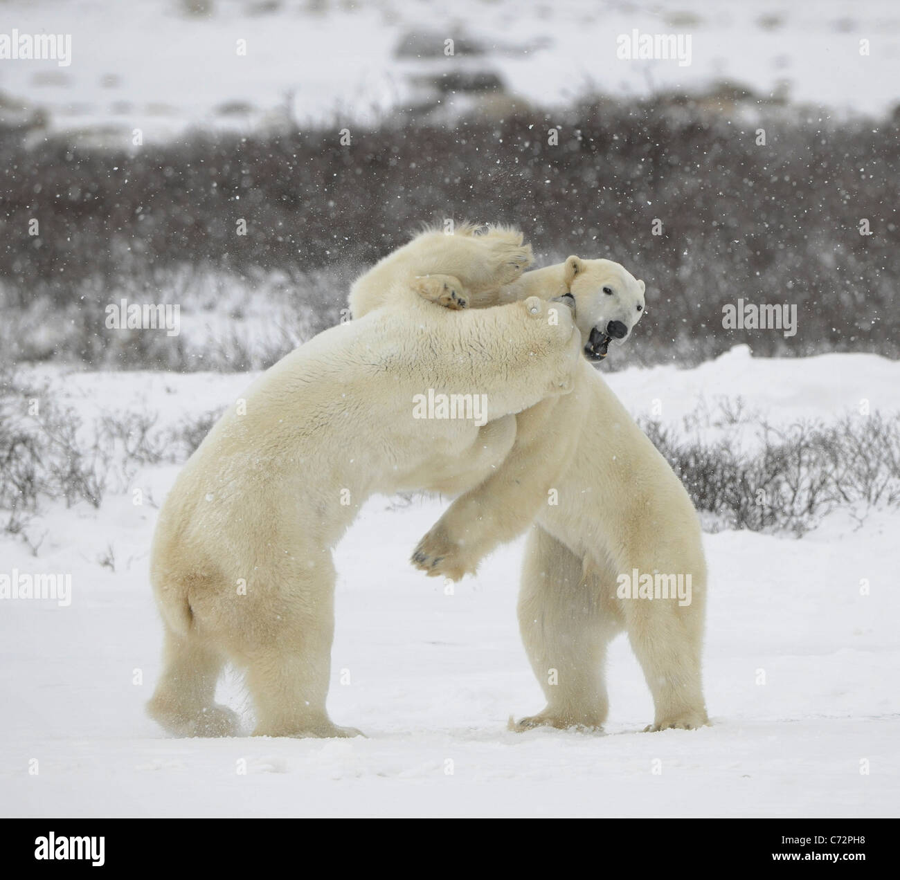 Combat de l'ours polaire. Deux ours polaires se battre. La végétation de taille inférieure à la toundra. La neige. Banque D'Images Combat de l'ours polaire. Deux ours polaires se battre. La végétation de taille inférieure à la toundra. La neige. Banque D'Images