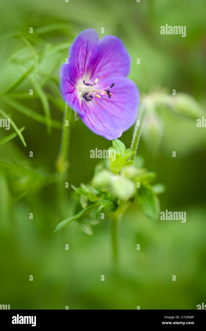 Image en gros plan d'une seule fleur de géranium pourpre communément appelé géranium géranium sanguin ou hardy Banque D'Images