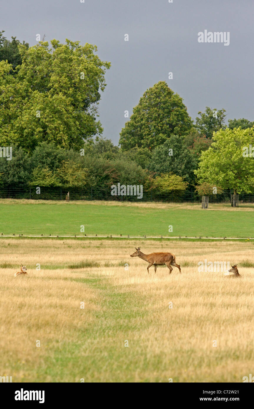 Un chevreuil promenades à travers un champ de Richmond Park à Londres, Angleterre Banque D'Images