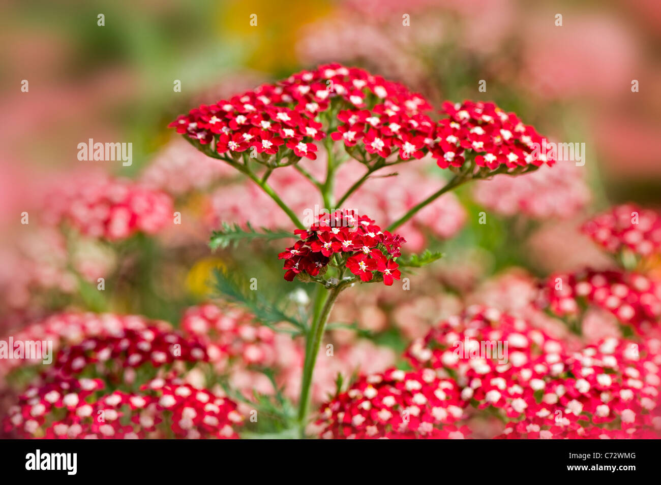 L'Achillea millefolium Achillée 'Peggy Sue' Banque D'Images