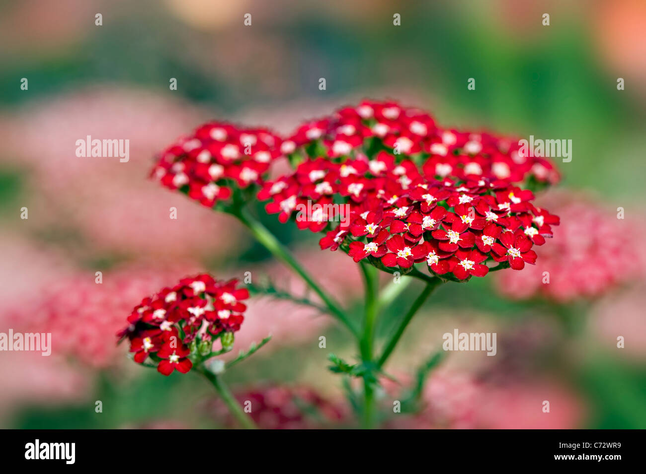 L'Achillea millefolium Achillée 'Peggy Sue' Banque D'Images