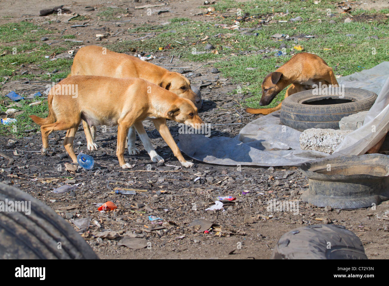 Les chiens errants dans un village dans les zones rurales du Kenya. Banque D'Images