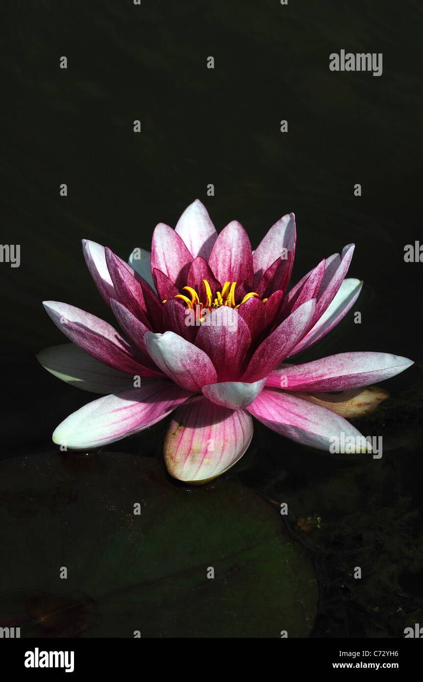 Un nénuphar rose en parfait état flottant sur l'eau UK Banque D'Images