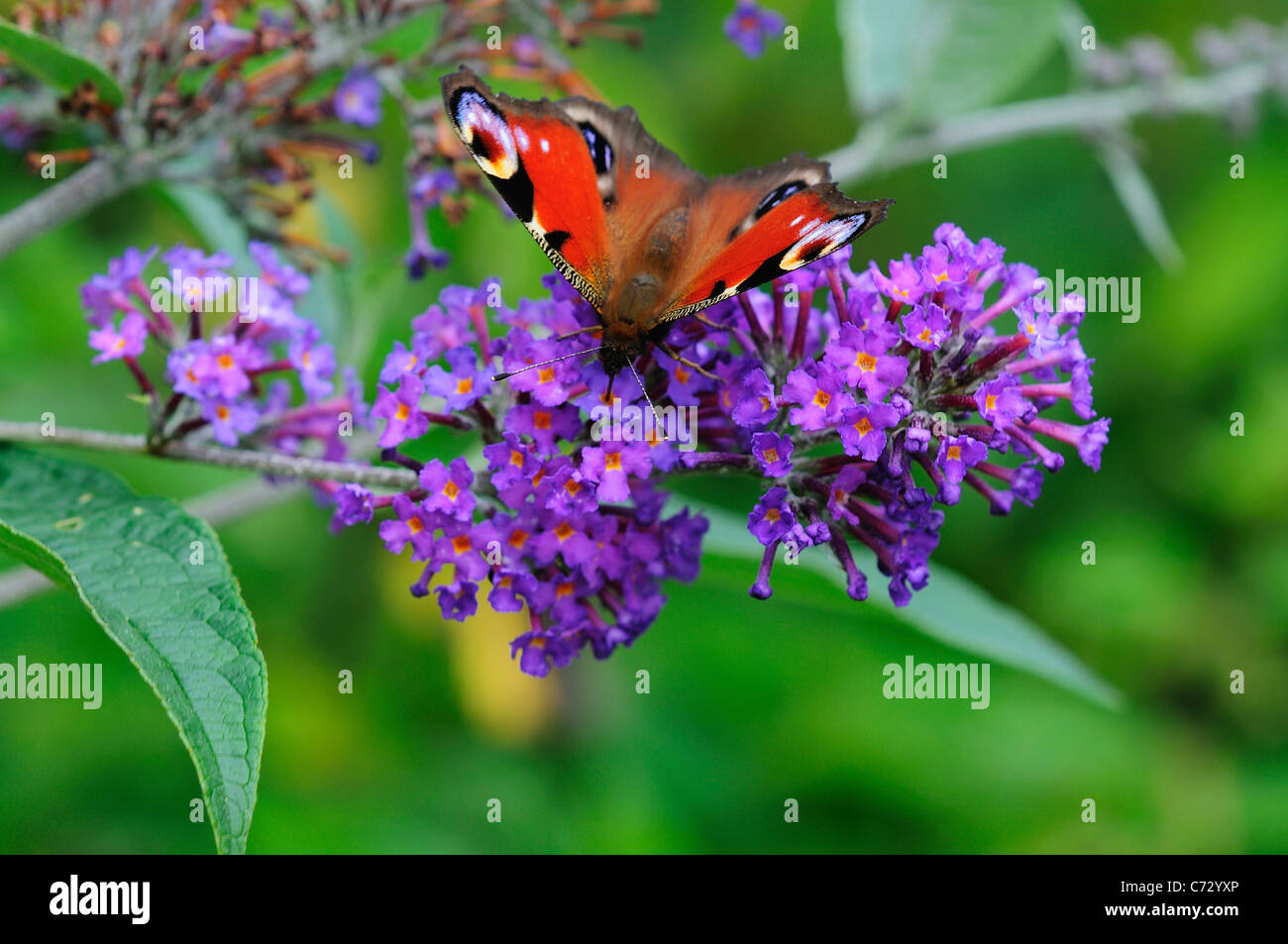 Un papillon paon (Inachis io) au repos sur un buddleia violet UK Banque D'Images