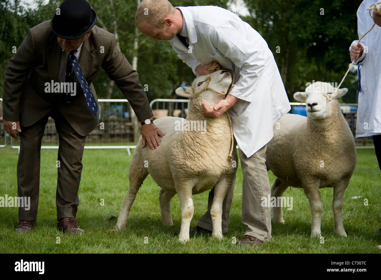 Obtenez des moutons jugé lors du dernier Royal Show en juillet 2009 Banque D'Images