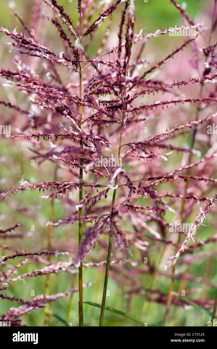 Image en gros plan de la fin de l'été la floraison Miscanthus sinensis Gracillimus aussi connu comme l'herbe de jeune fille (Eulalia 'Gracillimus). Banque D'Images