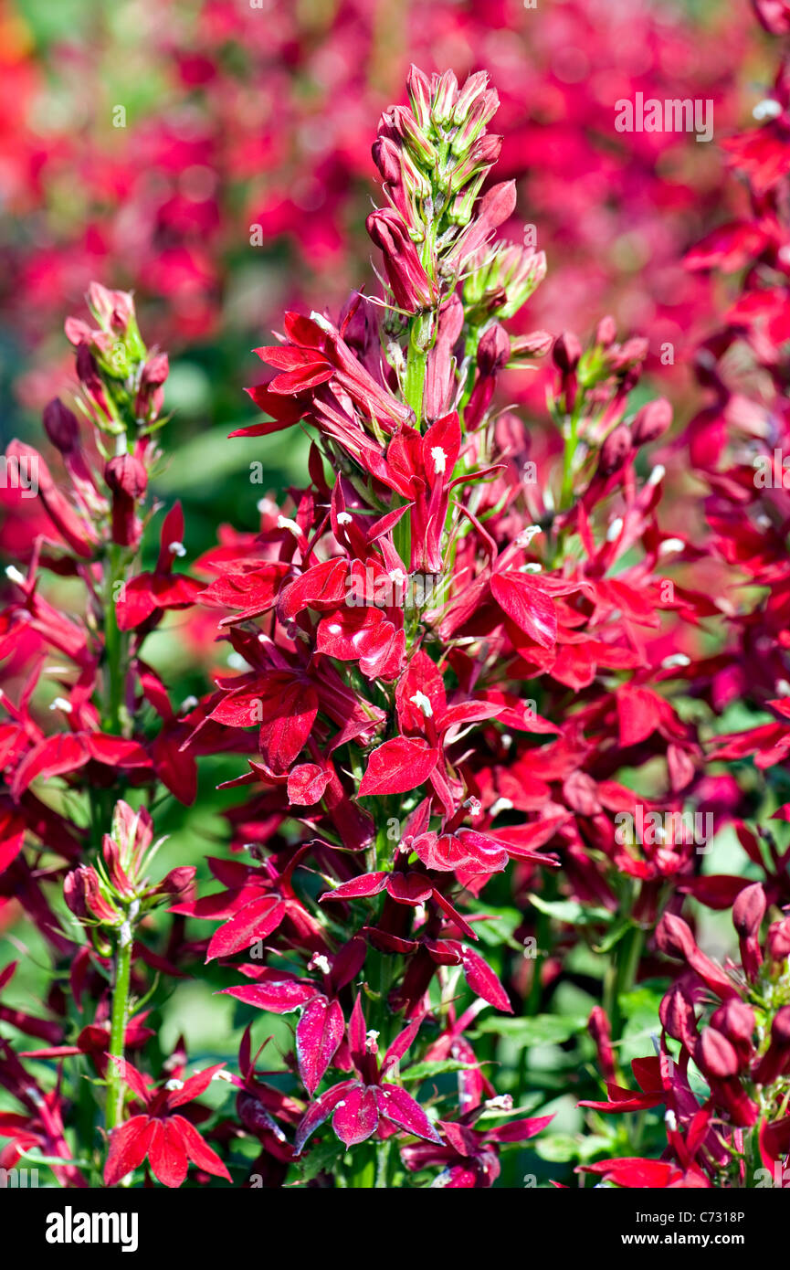 Lobelia x speciosa 'Burgundy' Ventilateur - Ventilateur series Banque D'Images