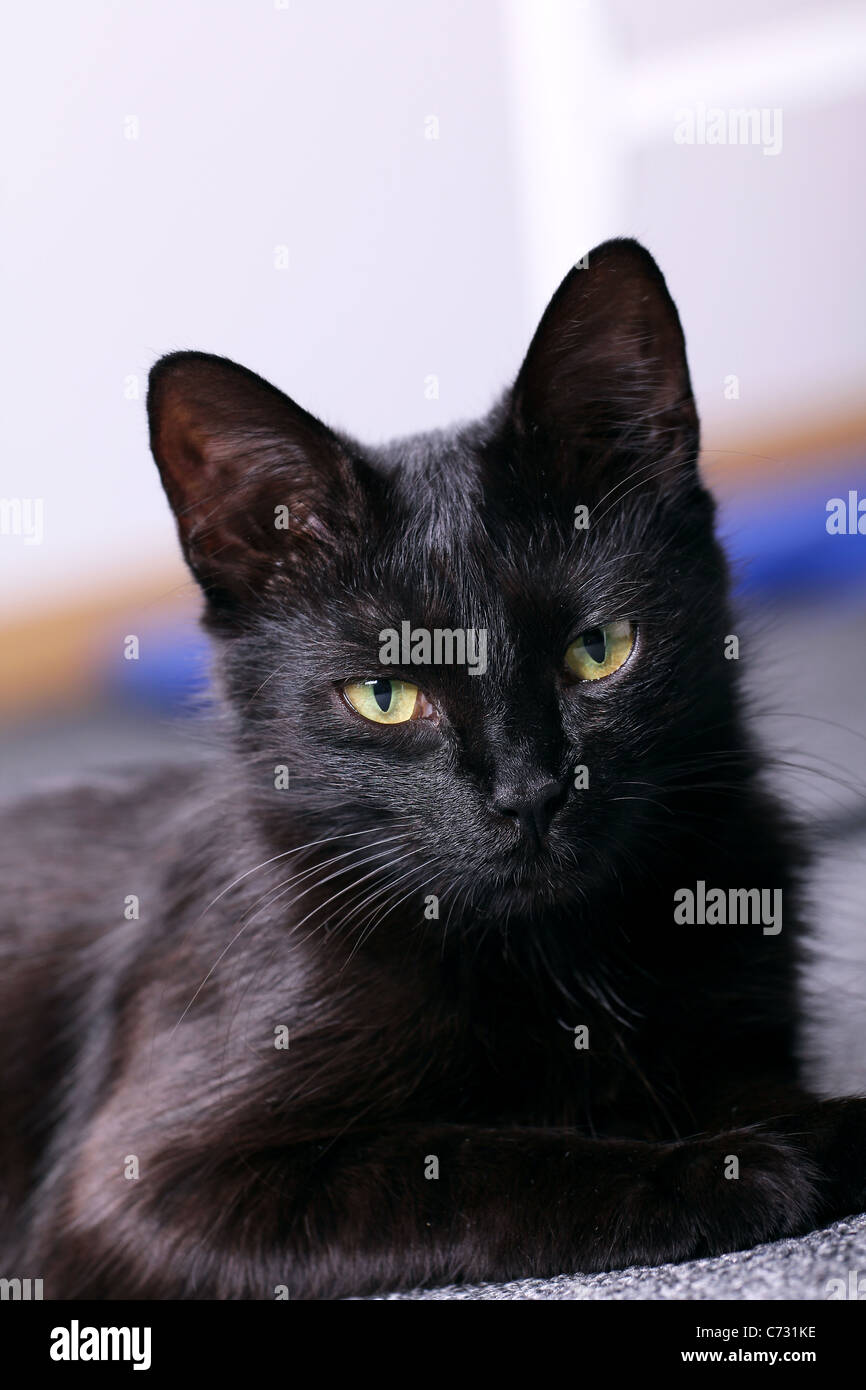 Black Cat, relaxant Banque D'Images