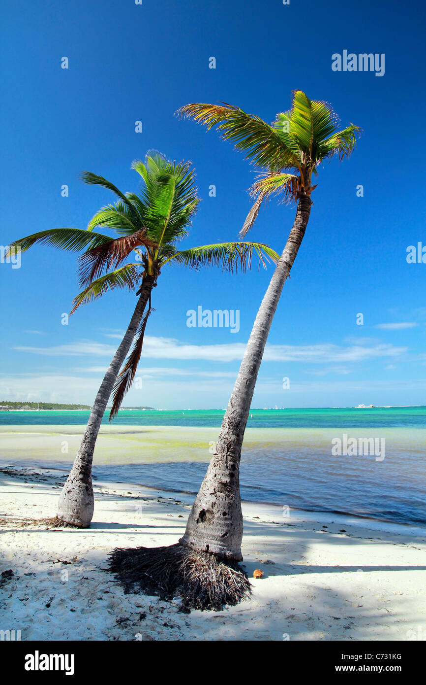 Deux palmiers sur une plage de la mer des Caraïbes, la République Dominicaine Banque D'Images
