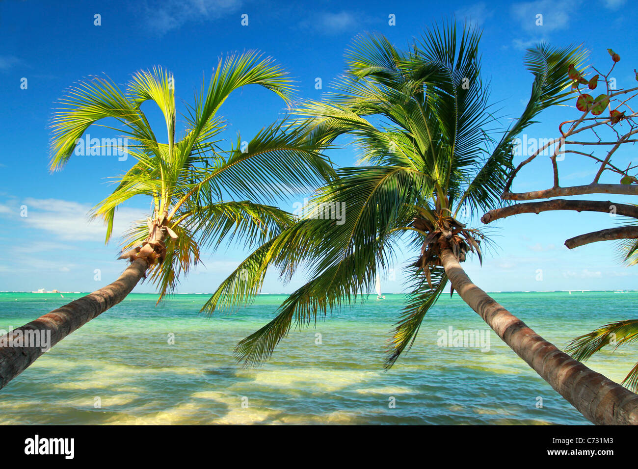 Magnifiques palmiers on tropical beach, mer des Caraïbes Banque D'Images