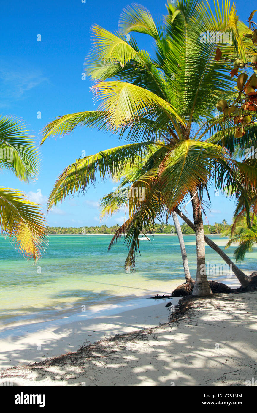 Belle plage tropicale avec palmiers, mer des Caraïbes Banque D'Images