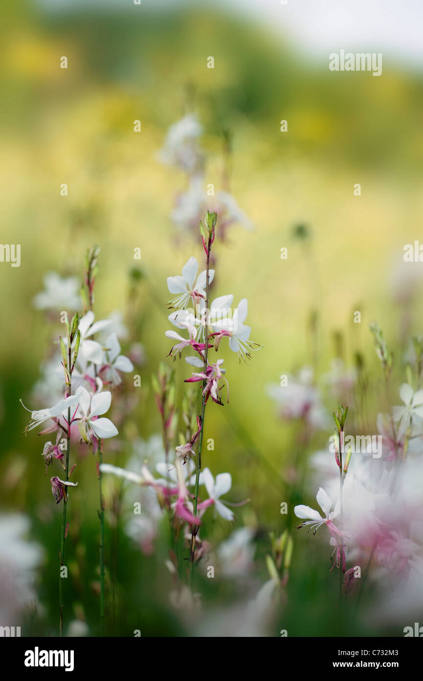 Close-up image de Gaura lindheimeri 'Whirling Butterflies' gaura fleurs roses et blanches prises sur un fond mou Banque D'Images