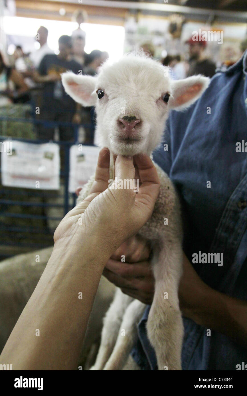 Un mignon bébé agneau chatouillement sous le menton Banque D'Images