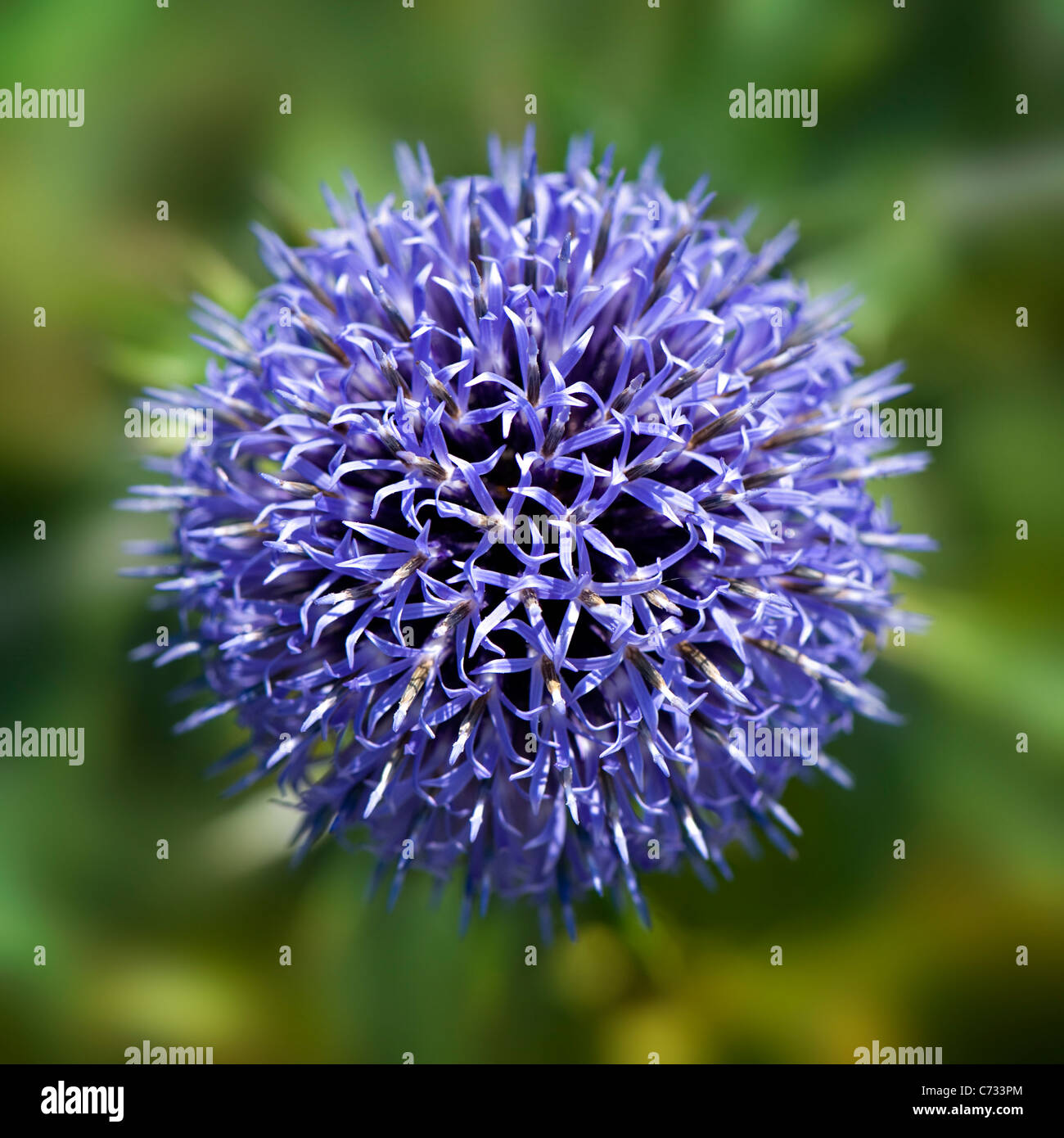Close-up, d'une seule image macro blue Echinops ritro Veitch's Blue flower head - petit globe thistle. Banque D'Images