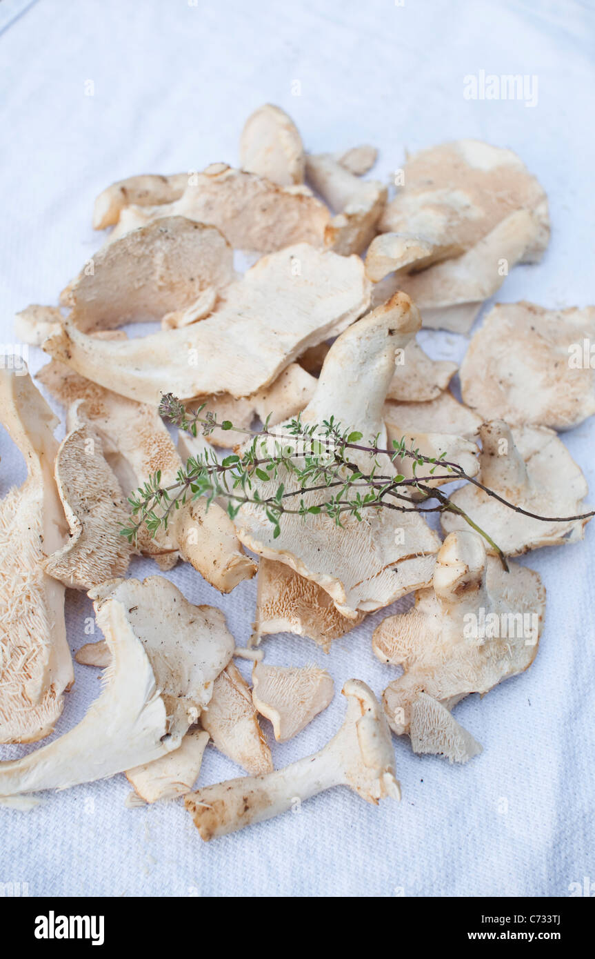 Hydnum repandum hérisson [Champignons] avec le thym sur un torchon blanc, recueillies dans le cadre d'un marche de nourriture dans le Northumberland, Angleterre Banque D'Images