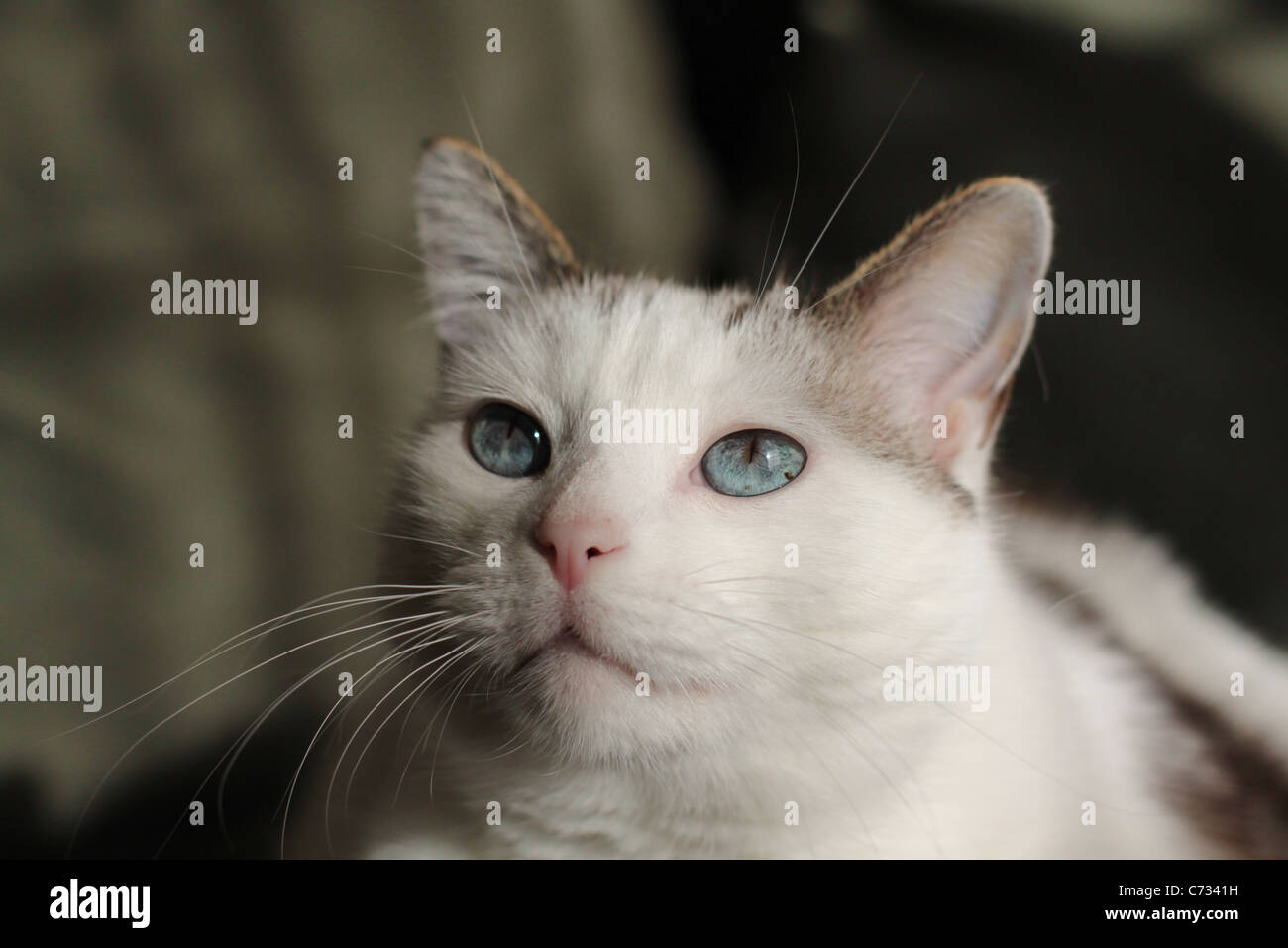 Un gros plan d'un mignon petit chat. Banque D'Images