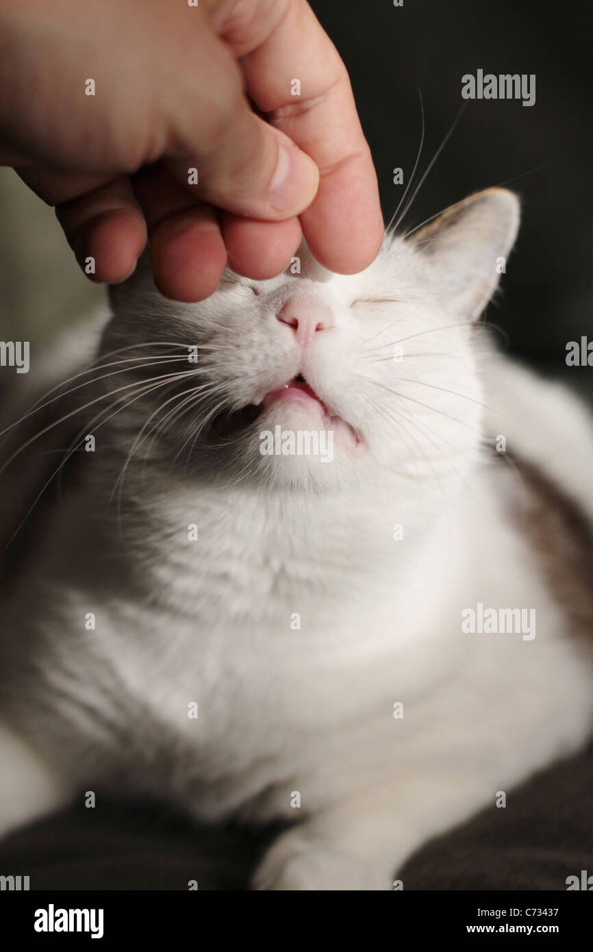 Un gros plan d'un chat d'être caressé. Banque D'Images