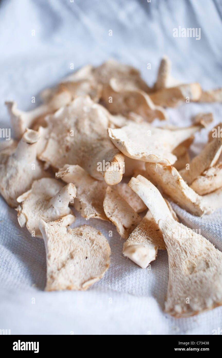 Hydnum repandum hérisson [Champignons] sur un torchon blanc, recueillies dans le cadre d'un marche de nourriture dans le Northumberland, England, UK Banque D'Images