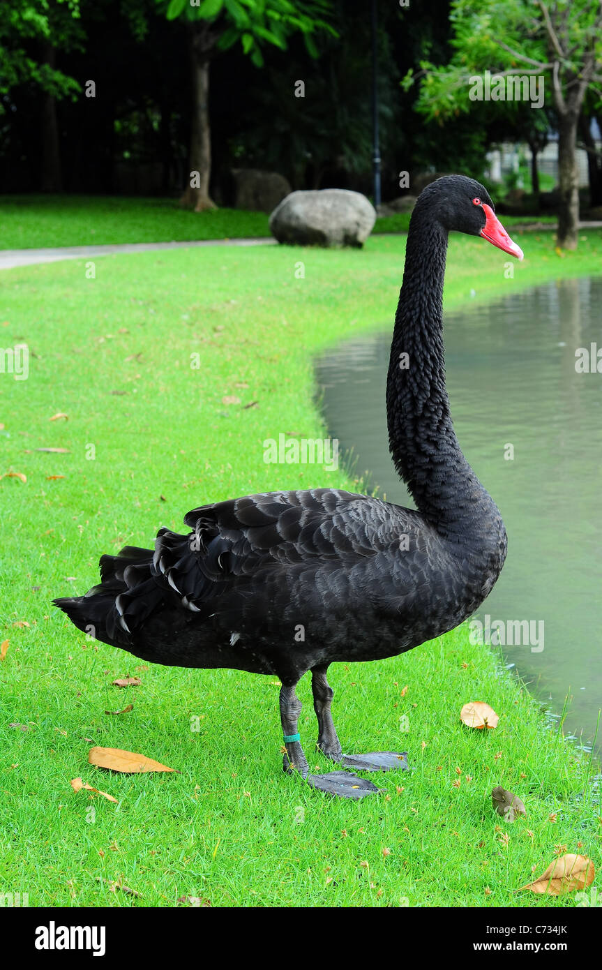 Black Swan à pool Banque D'Images