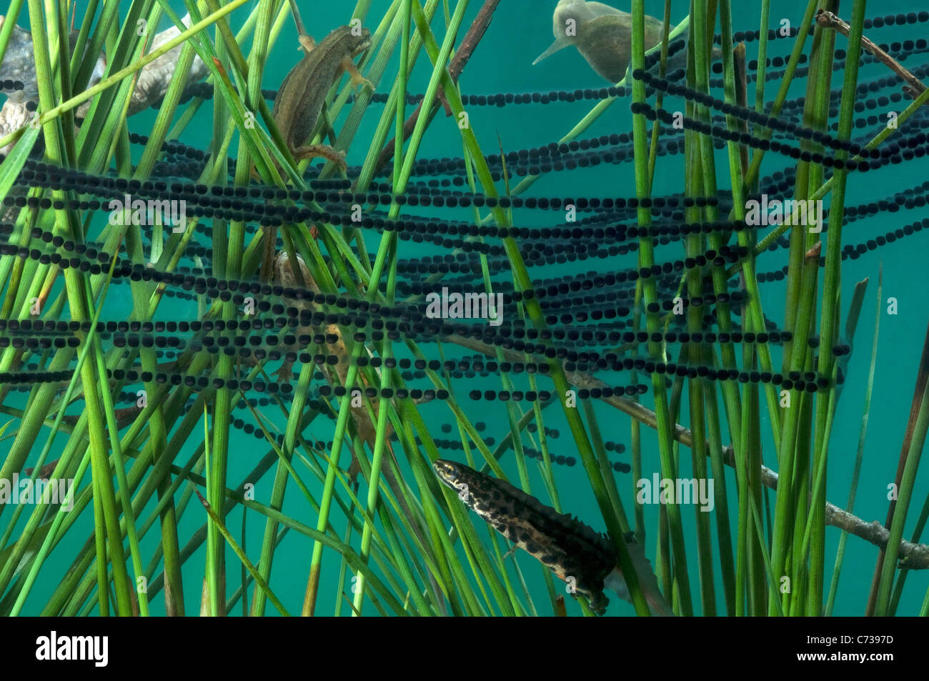 Crapaud européen, crapaud commun (Bufo bufo). Strings off oeufs drapé sur végétation sous-marine. Banque D'Images