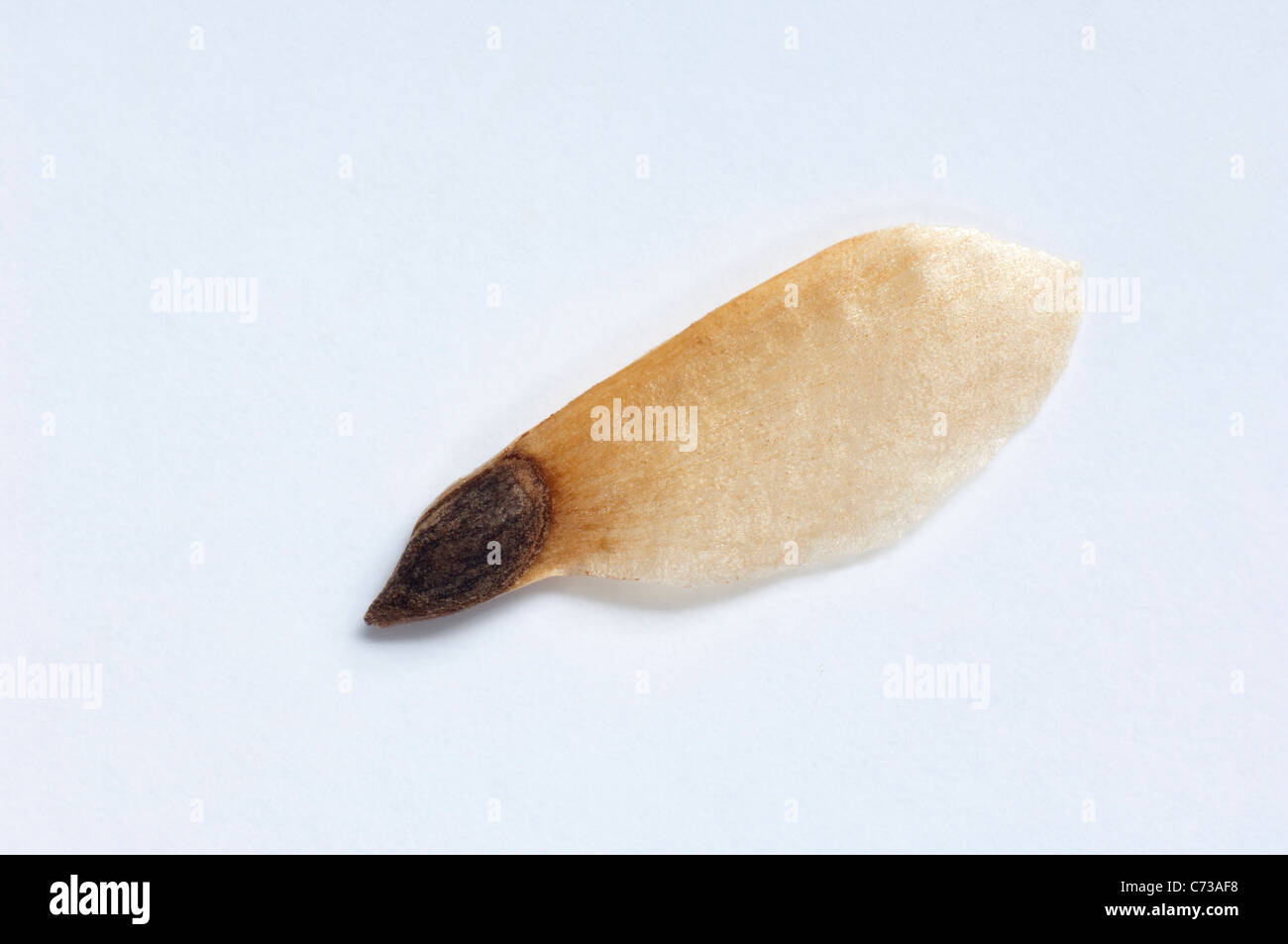 Epicéa commun, l'épinette de Norvège (Picea abies), les semences. Studio photo sur un fond blanc. Banque D'Images