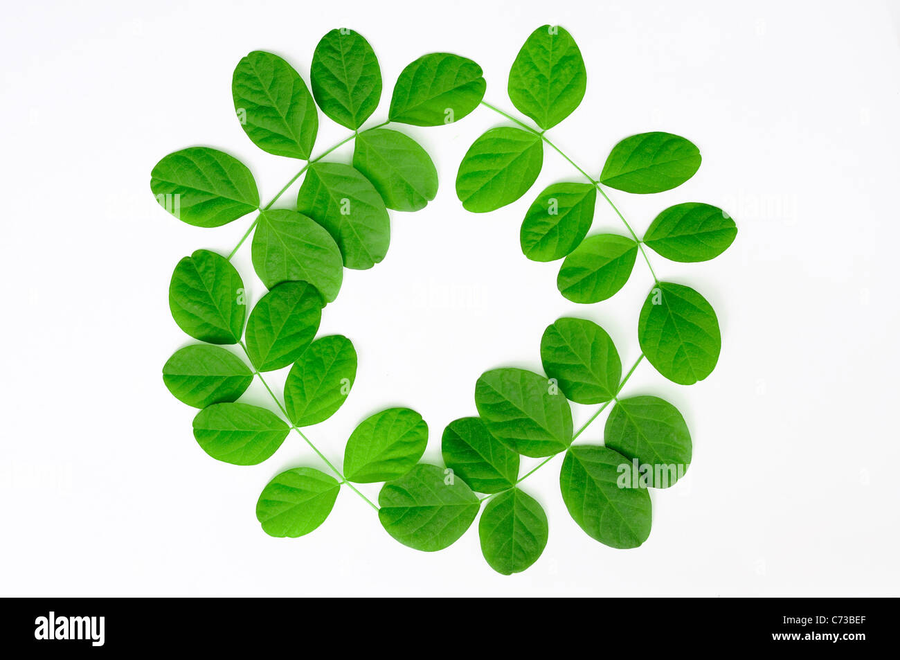 Les feuilles de pois papillon, placé sur un fond clair Banque D'Images