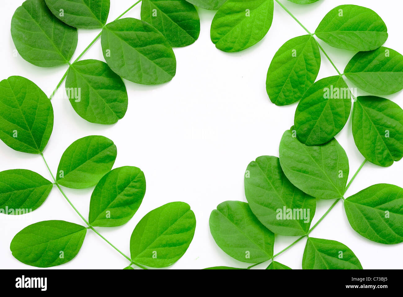 Les feuilles de pois papillon, placé sur un fond clair Banque D'Images
