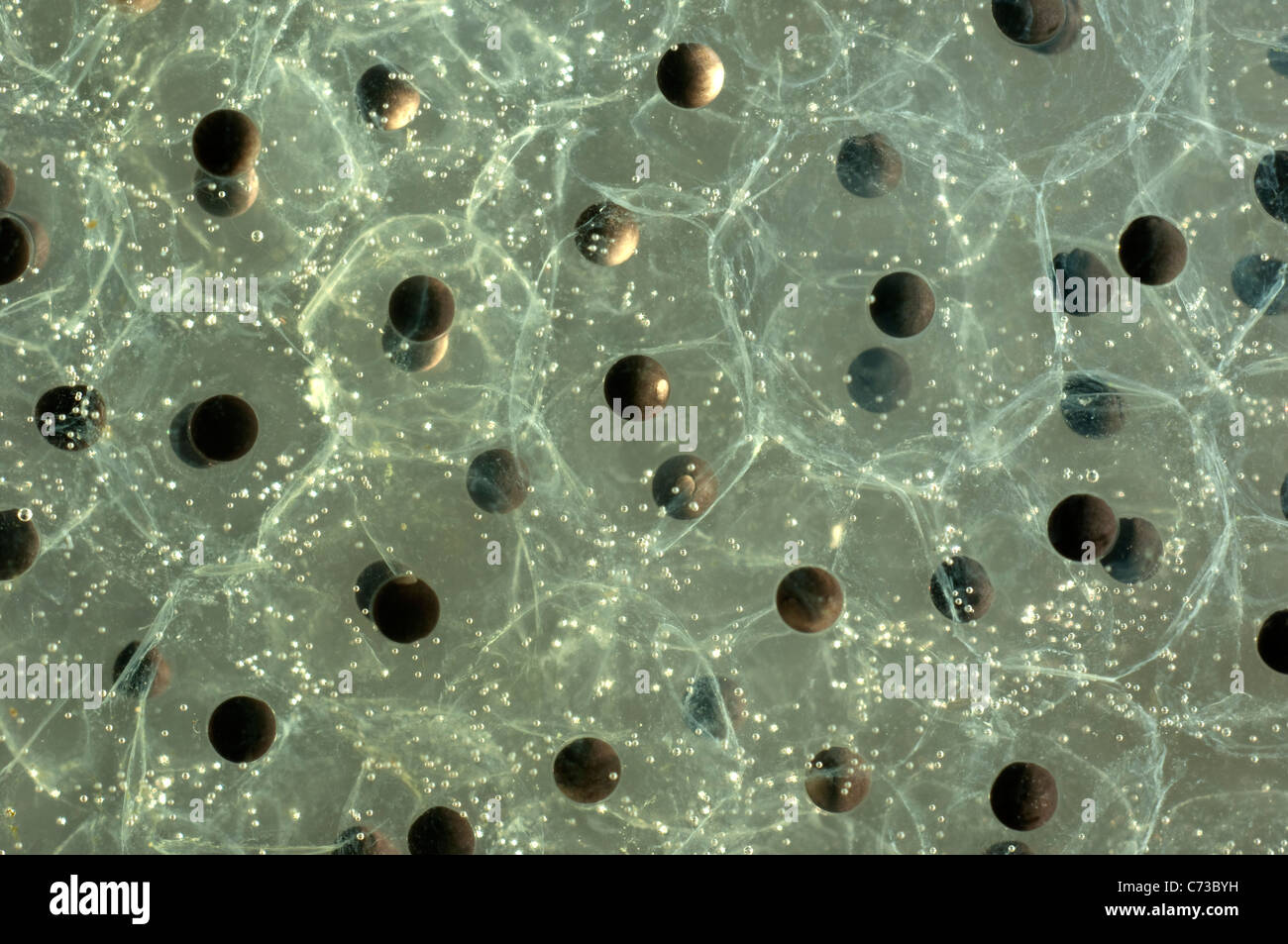 La grenouille des marais, la grenouille rousse (Rana temporaria), de se reproduire sous l'eau. Banque D'Images