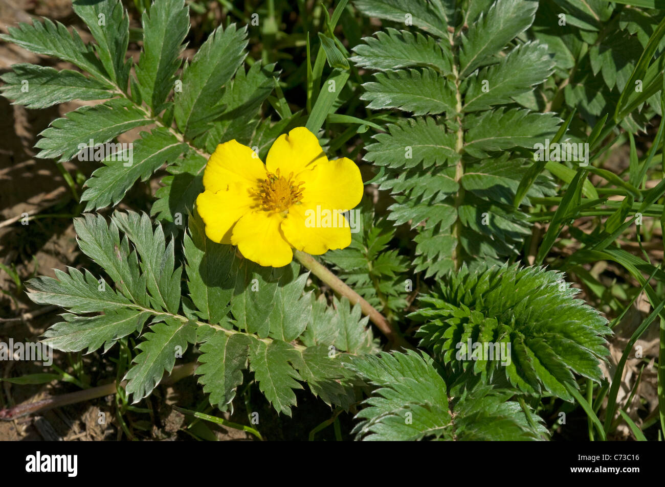 L'herbe, de l'Oie Sauvage, Silverweed (Potentilla anserina) Tansy, plante en fleurs. Banque D'Images