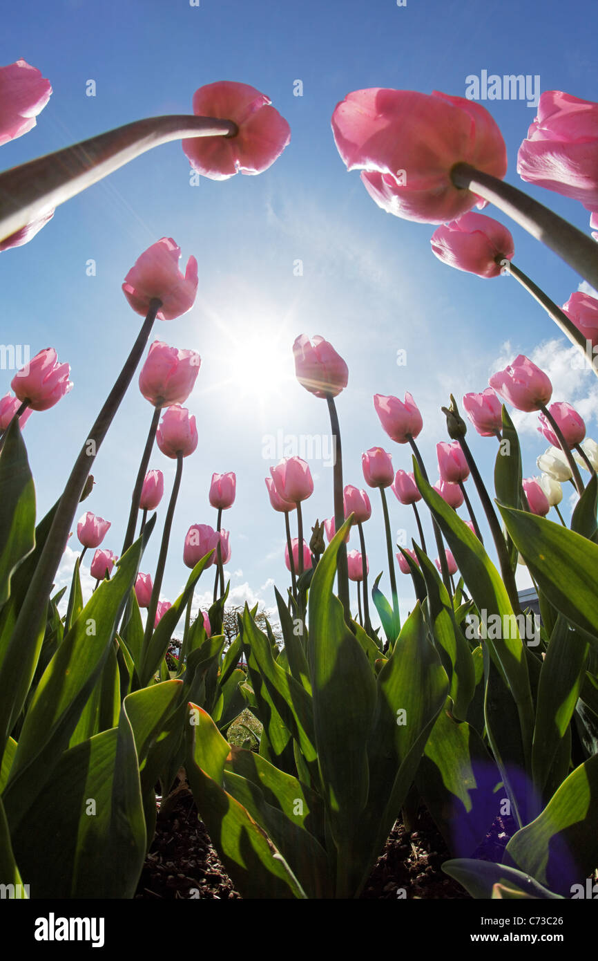 Tulipe rose vue d'en bas contre le bleu ciel ensoleillé, Skagit Valley, Mount Vernon, Washington, USA Banque D'Images