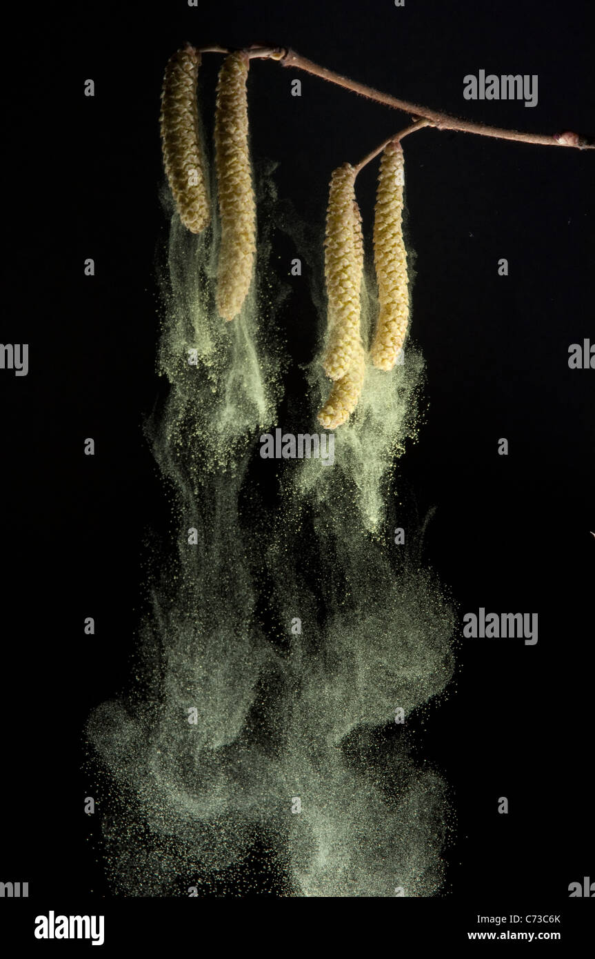 Le noisetier commun (Corylus avellana avelines,), la floraison mâle se dégageant du pollen. Studio photo sur un fond noir. Banque D'Images