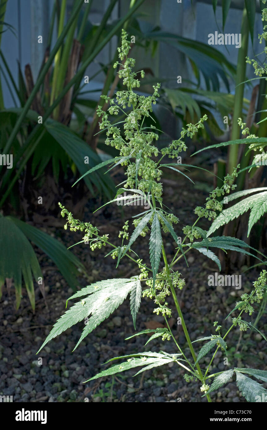 Le Cannabis, le chanvre (Cannabis sativa). Couvert de plantes à fleurs dans le pollen. Banque D'Images