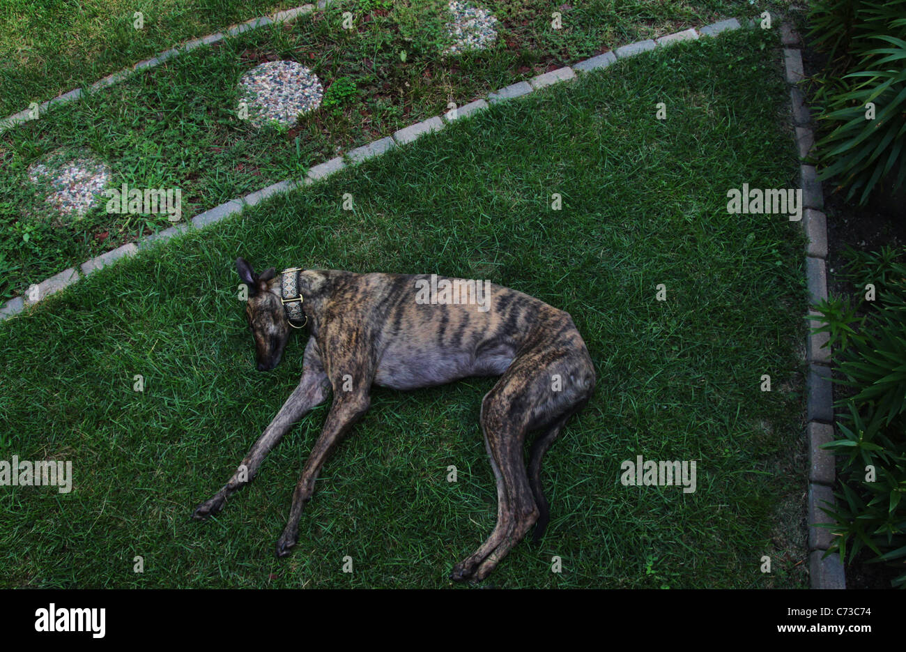 Un chien lévrier endormi sur la pelouse. Banque D'Images