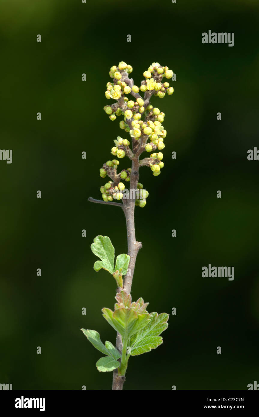 Fragrant Sumac (Rhus aromatica). Rameau en fleurs. Banque D'Images