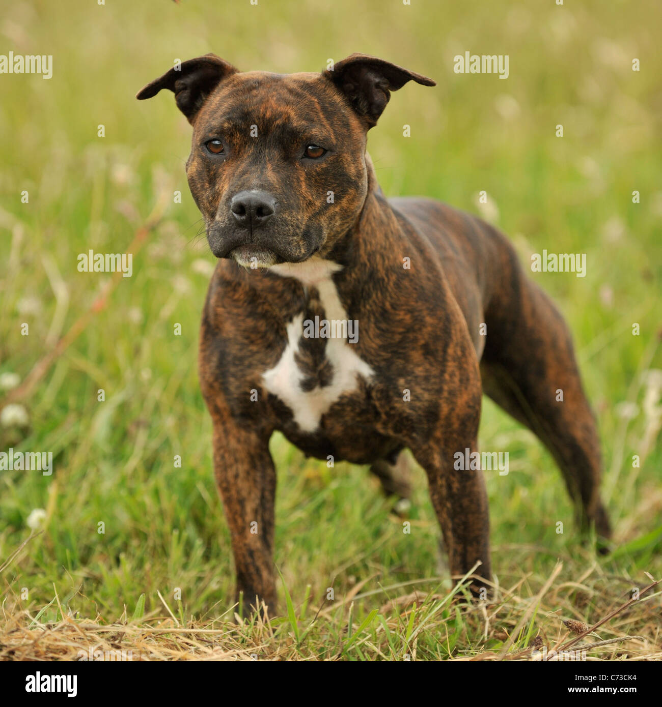 Staffordshire Bull Terrier dog Banque D'Images