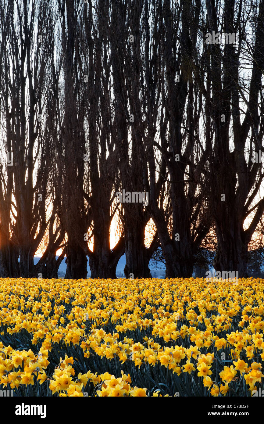 La rangée de peupliers et domaine de jonquilles jaune au lever du soleil, de la Skagit, Mount Vernon, Skagit County, Washington, USA Banque D'Images