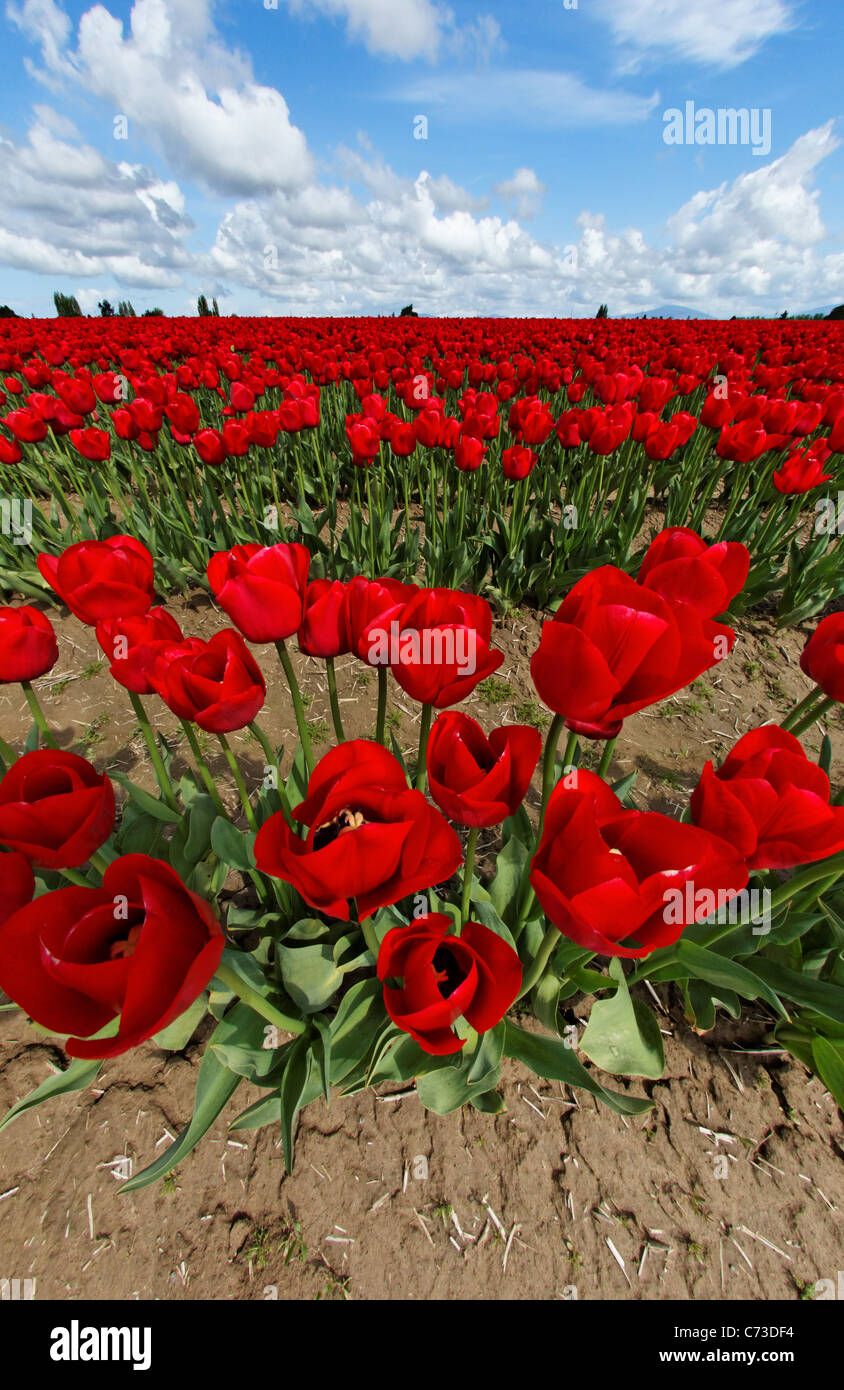 Domaine de tulipes rouges ci-dessous en bleu ciel ensoleillé avec quelques nuages, Skagit Valley, Mount Vernon, Washington, USA Banque D'Images